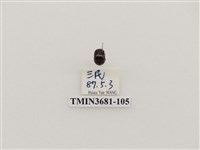 藏品(鞘翅目(1))的圖片